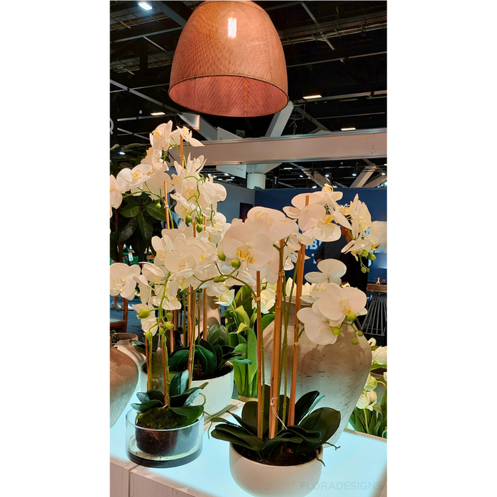 Orchid White in Round Glass Vase 60cm