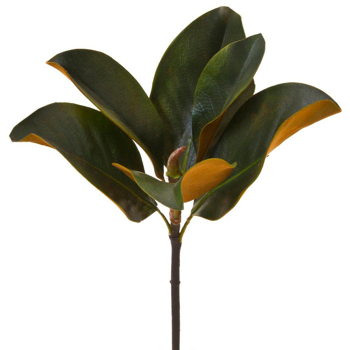Magnolia Leaf Pick 36cm Pack of 12