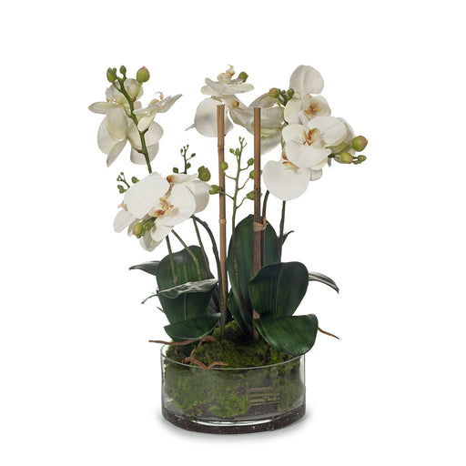 Orchid Phalaenopsis in Bowl - Eggshell - 49cm Set of 2
