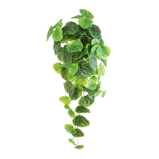 Peperomia Hanging Bush Real Touch 65cm Pack of 6
