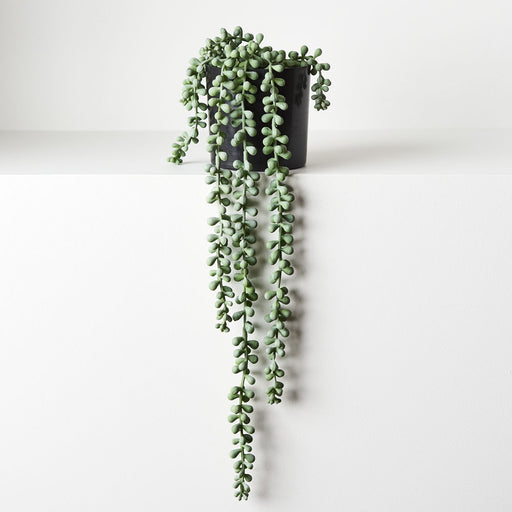 String of Pearls in Pot Grey Green 45cm Pack of 4