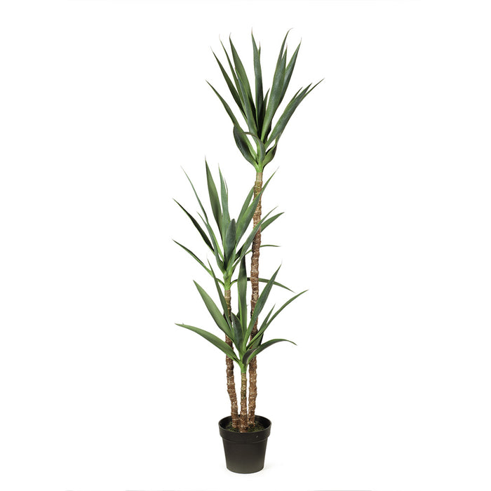 Yucca Plant Green 155cm Pack of 2