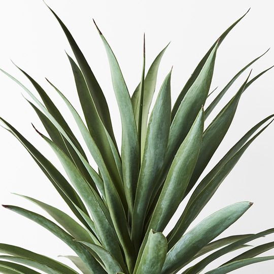 Yucca Plant Pack of 2 80cm