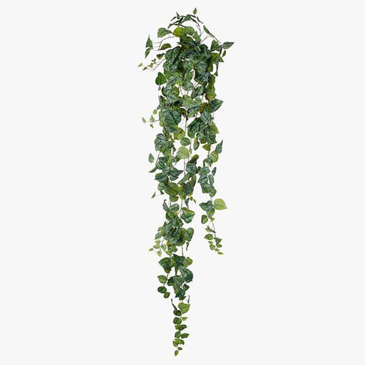 Scindapsus Hanging Bush Green 180cm Pack of 4