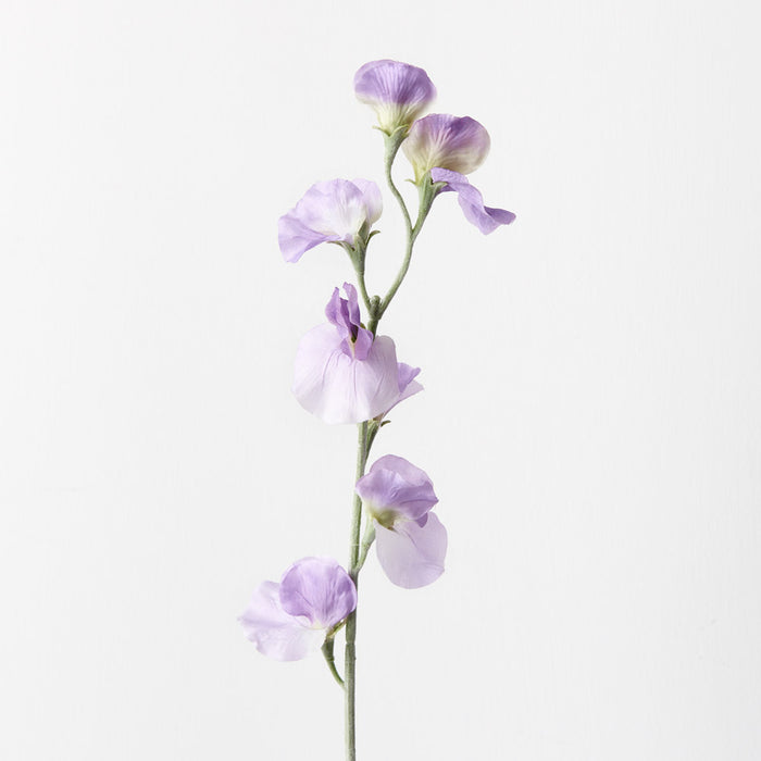 Sweetpea Spray Lavender 64cm Set of 12