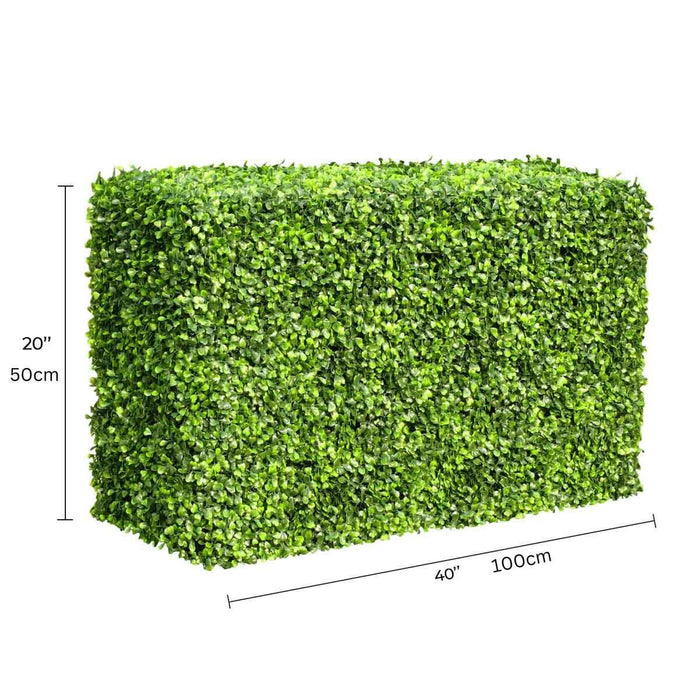 Mixed Boxwood Hedge X 100cmx50cm - FLORA DESIGNS