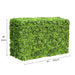 Mixed Boxwood Hedge X 100cmx50cm - FLORA DESIGNS