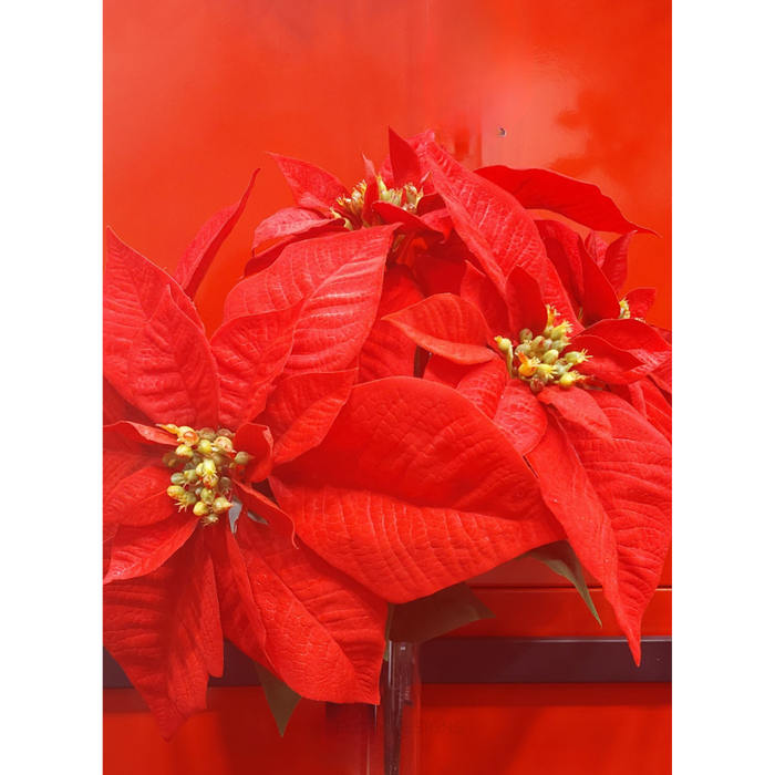 Poinsettia Bush x5 Red 41cm - Pack of 12