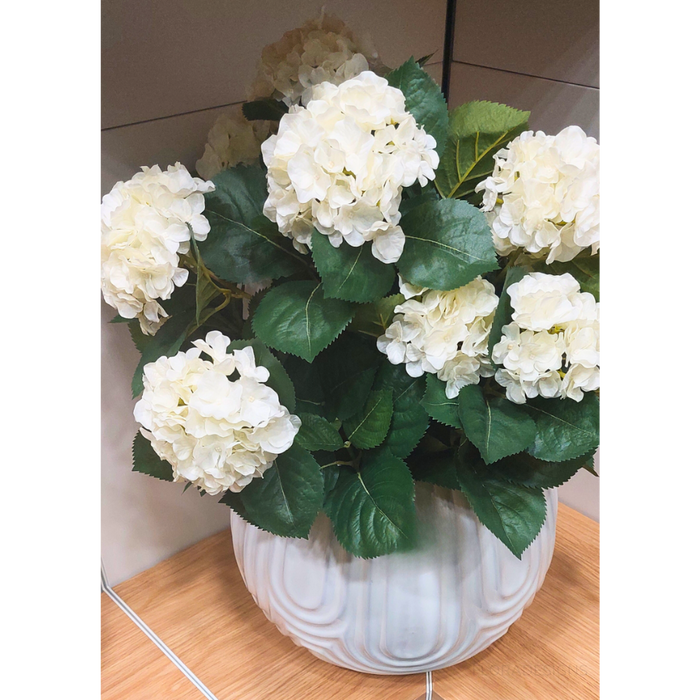 Hydrangea Plant White 60cm Pack of 2