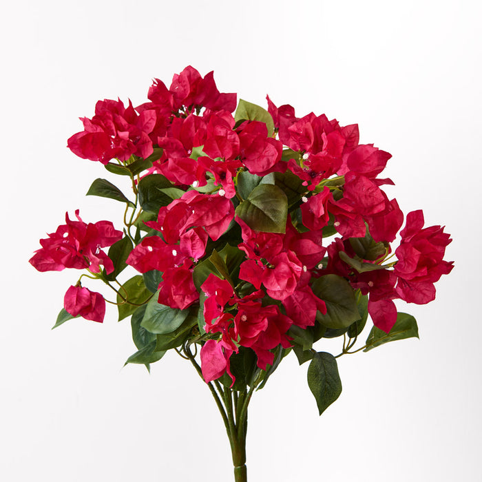 Bougainvillea Bush Fuschia 46cm Set of 6