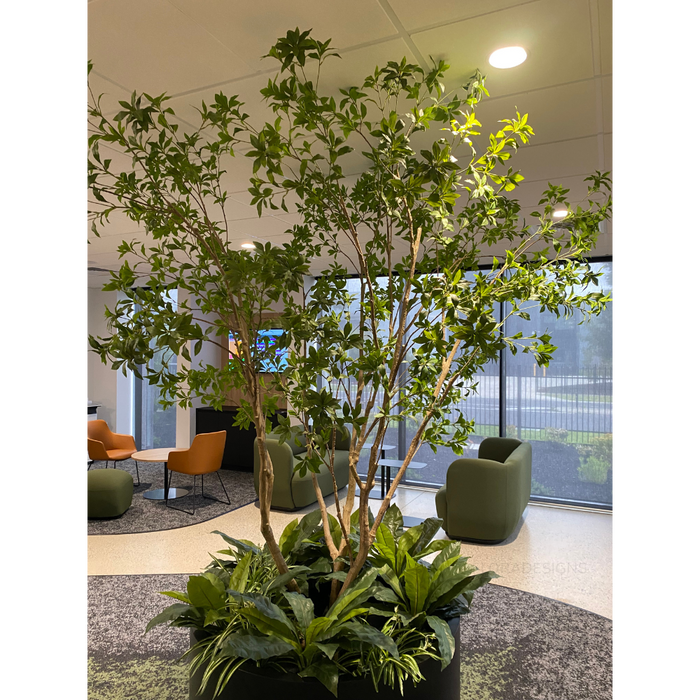 Japanese Andromeda Tree 290cm Green