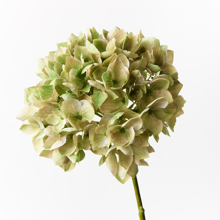 Hydrangea Green 47cm Set of 12