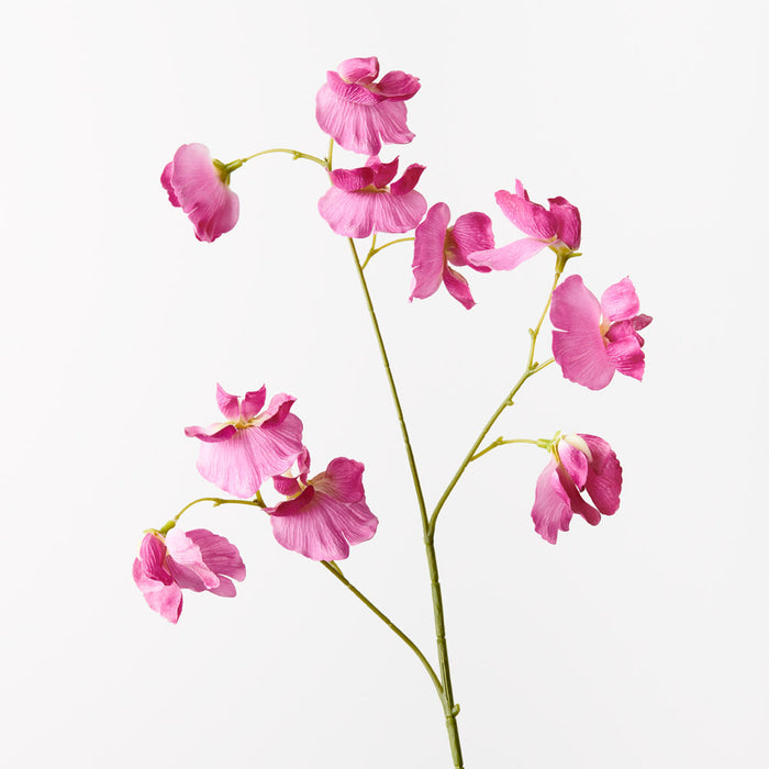 Sweet Pea Spray Fuschia 60cm Set of 24