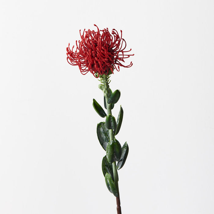 Protea Leucospermum Red 61cm Set of 12