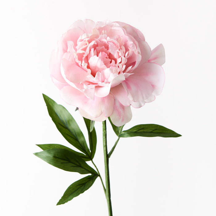 Peony Pink 63cm Set of 12