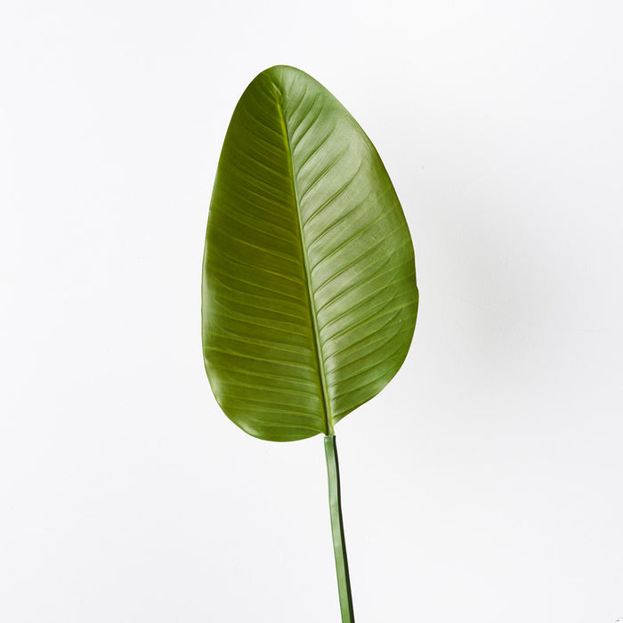 Banana Palm Leaf Green 1100cm Set of 12