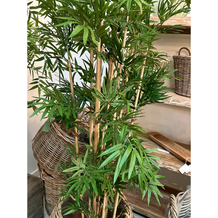 Japanese Bamboo Tree 160cm