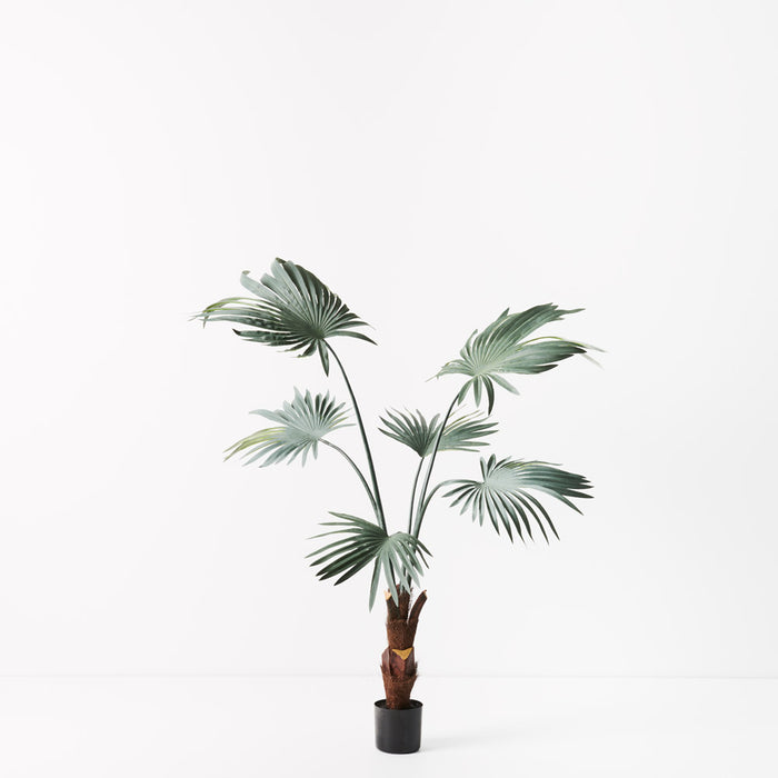 Palm Fan Plant Grey Green 120cm Set of 2
