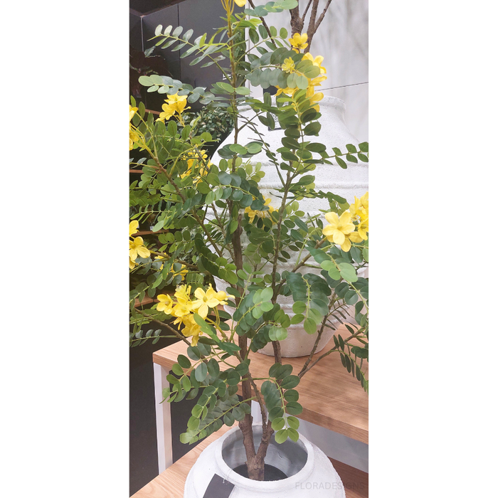 Cassia Glauca Yellow Tree 120cm - Pack of 2