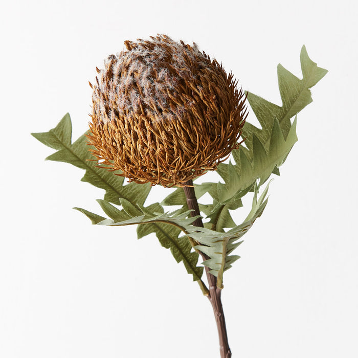 Banksia Acorn Coffee 69cm Set of 12