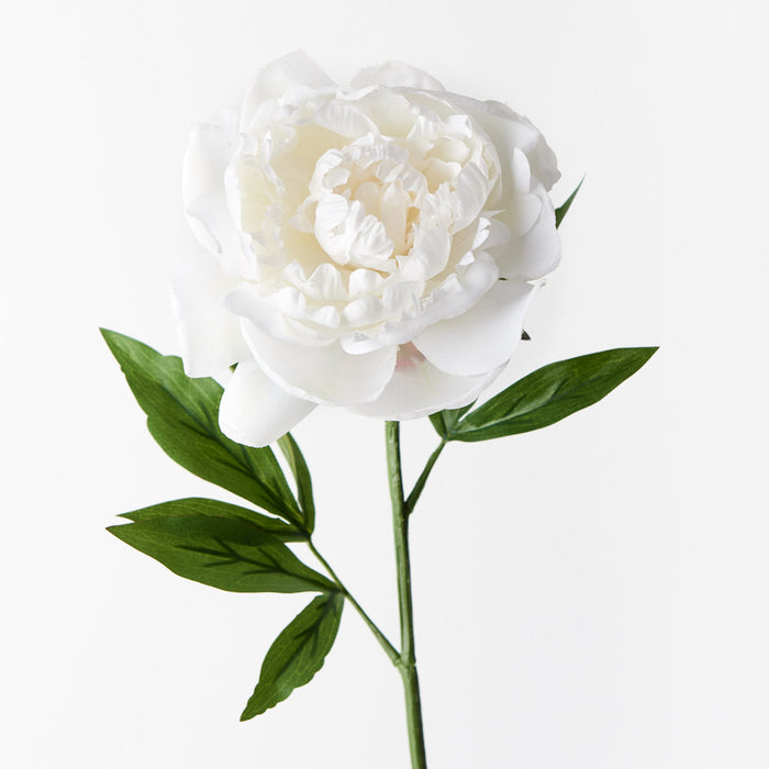 Peony White 63cm Set of 12