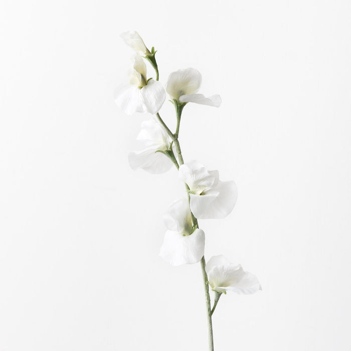 Sweetpea Spray White 64cm Set of 12