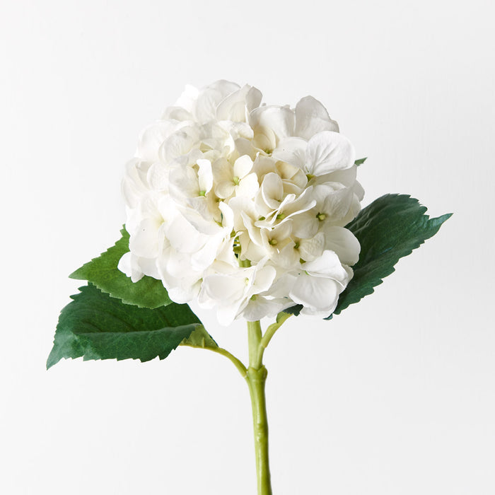 Hydrangea Water Stem White 50cm Set of 12