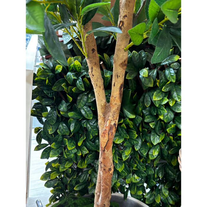 Lemon Tree Real Trunk Green 170cm