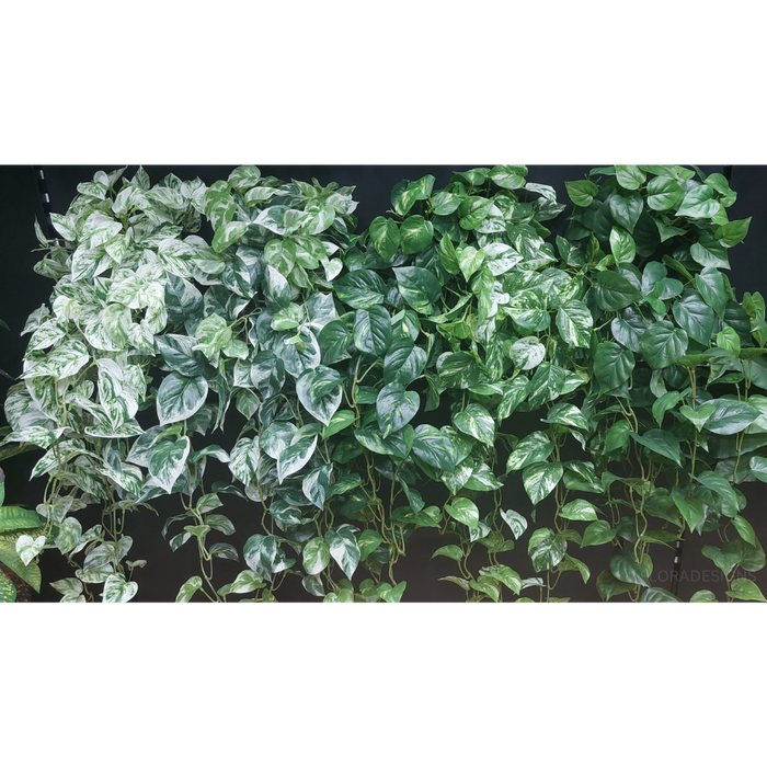 Philodendron Hanging Bush Green 91cm Pack of 4