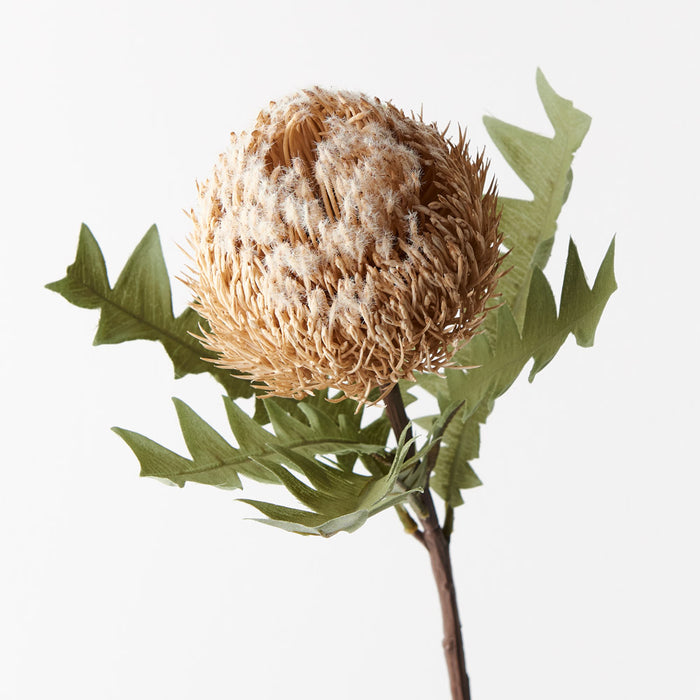 Banksia Acorn Cream 69cm Set of 12