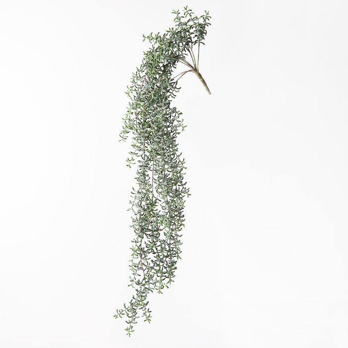 Senecio Hanging Bush Green Grey 105cm Set of 6