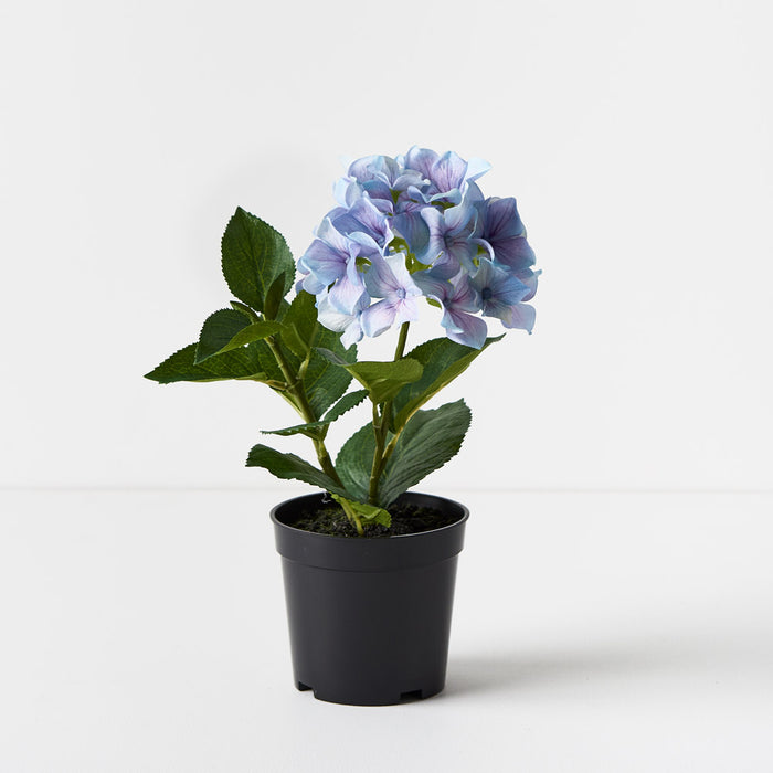 Hydrangea French Blue 30cm Set of 6