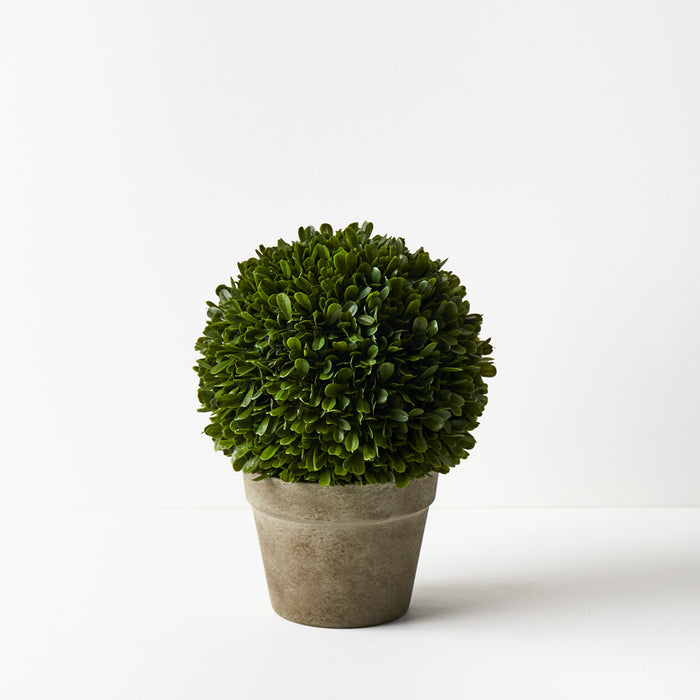 Boxwood Ball in Pot Green 36cm Set of 2