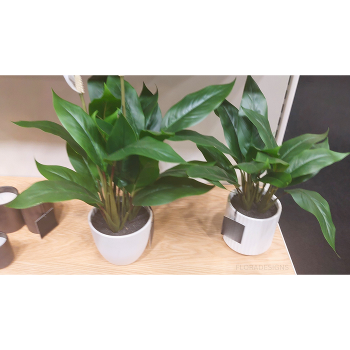 Spathiphyllum Plant in Pot Green White 50cm Pack of 2