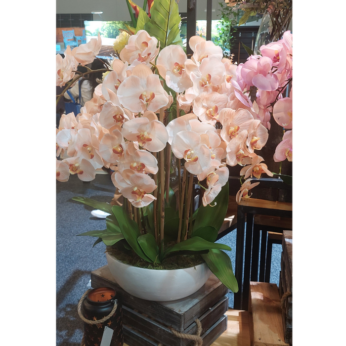 Orchid In Pot 80cm Salmon Orange