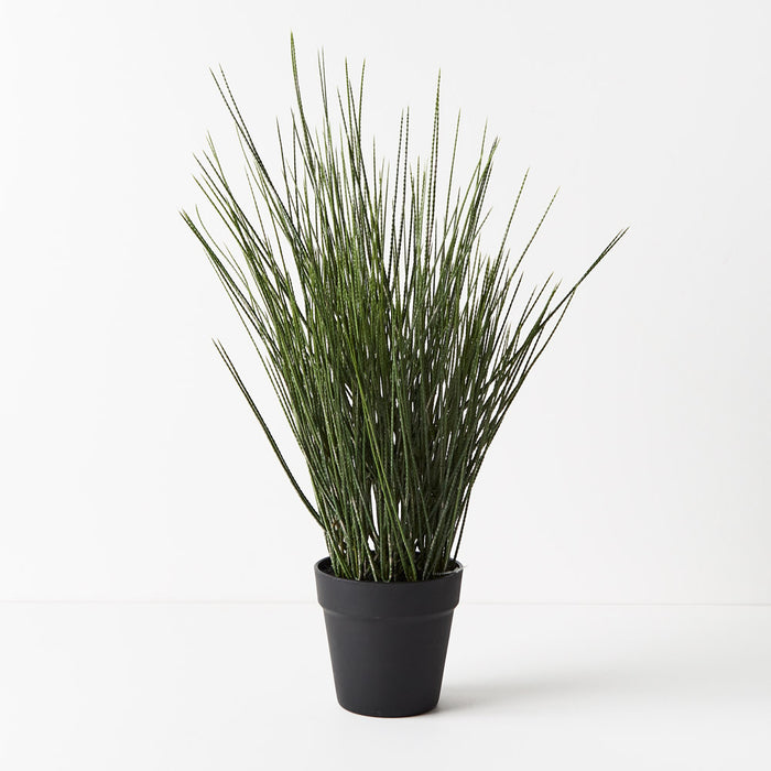 Tillandsia Grass in Pot Green 63cm Set of 4