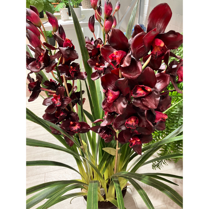 Cymbidium Plant Burgundy in Giant Paper Pot 110cm