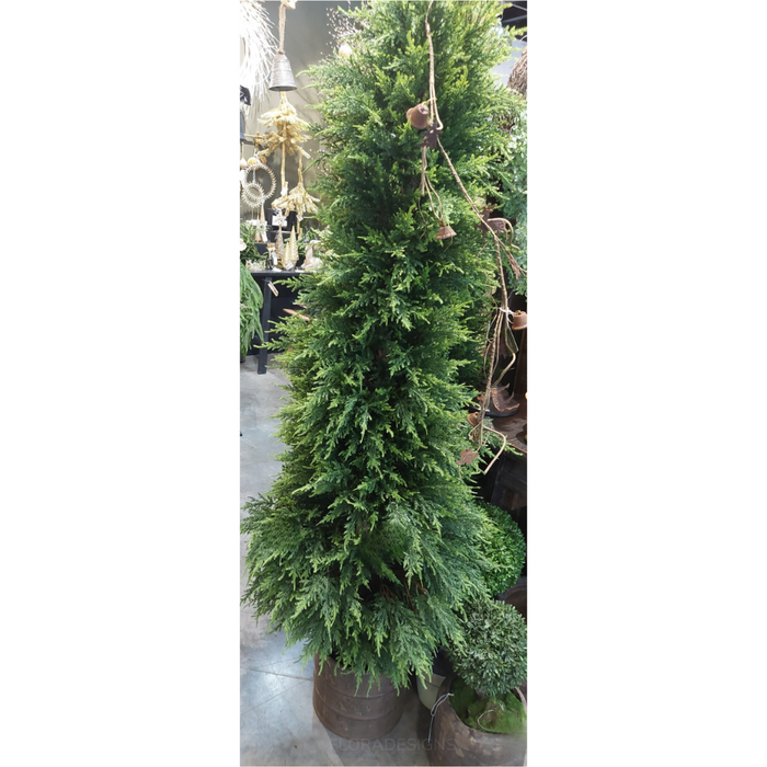 Cypress Pine Tree 200cm
