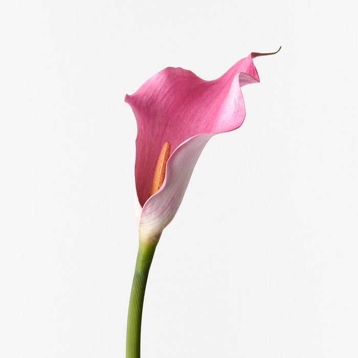 Calla Lily Fuschia Pink 61cm Set of 24