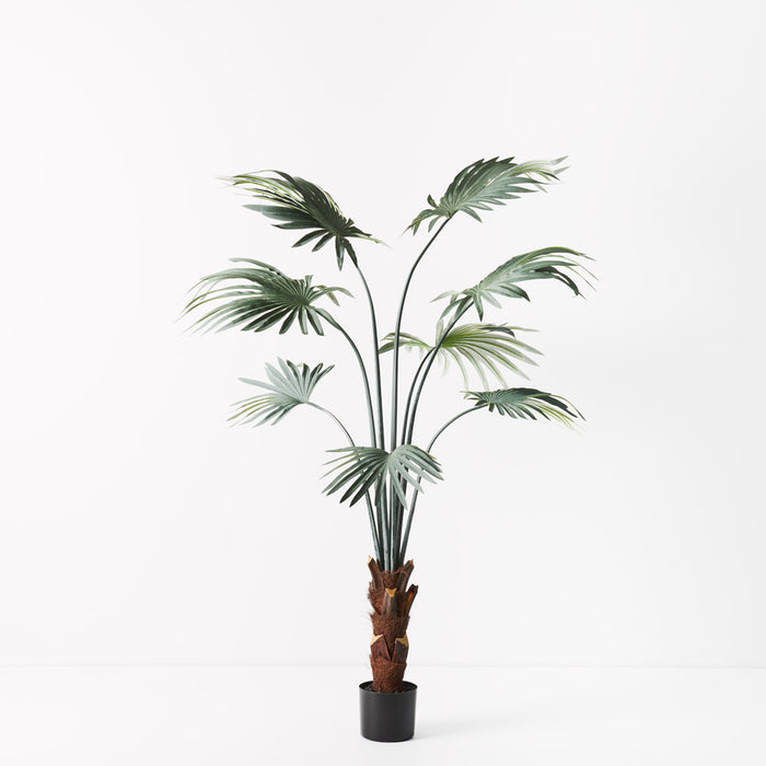 Palm Fan Plant Grey Green 150cm Set of 2