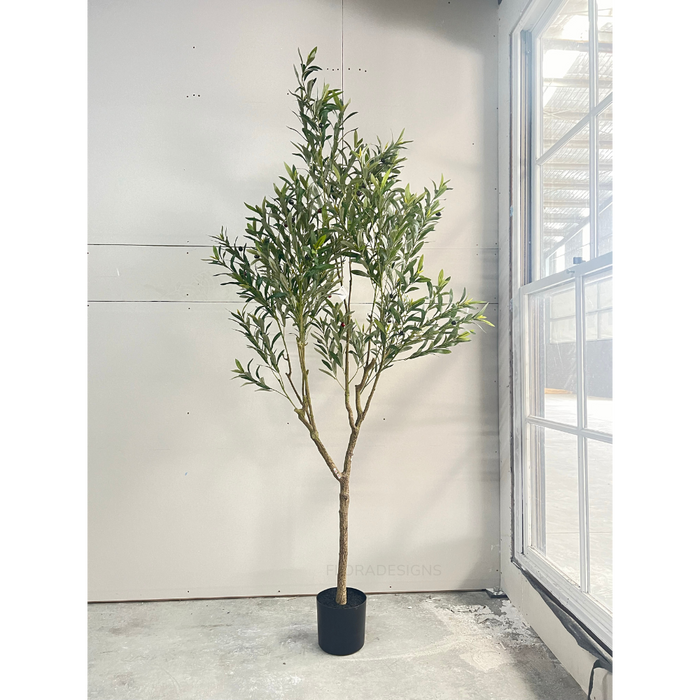 Olive Tree - 213cm