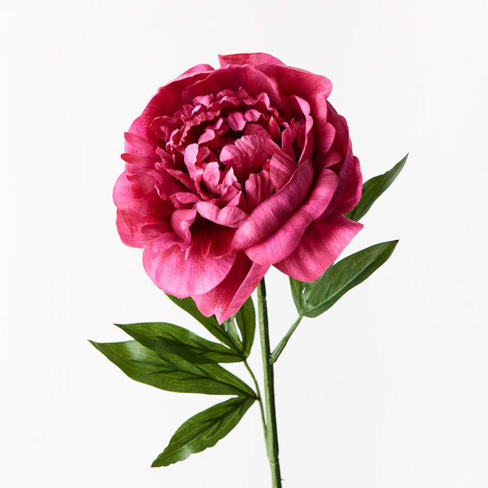 Peony Fuschia Pink 63cm Set of 12