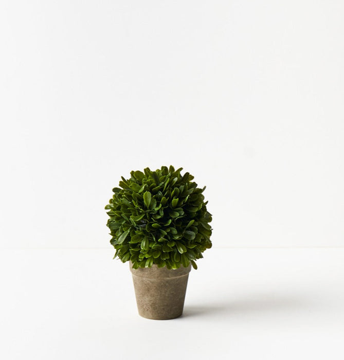Boxwood Ball in Pot Green 23cm Set of 4
