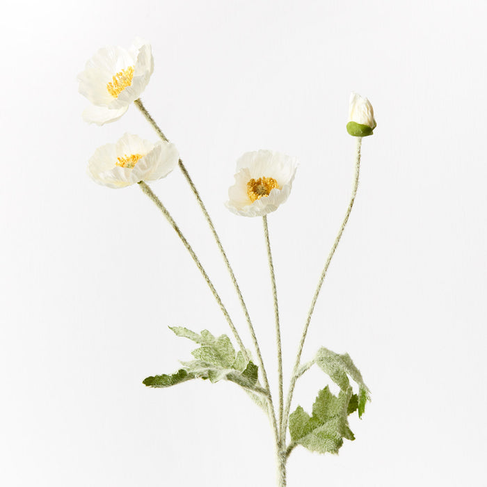 Poppy Iceland Spray White 60cm Set of 12