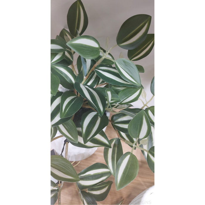Wandering Jew Hanging Bush in Pot Green White 25cm Pack of 4
