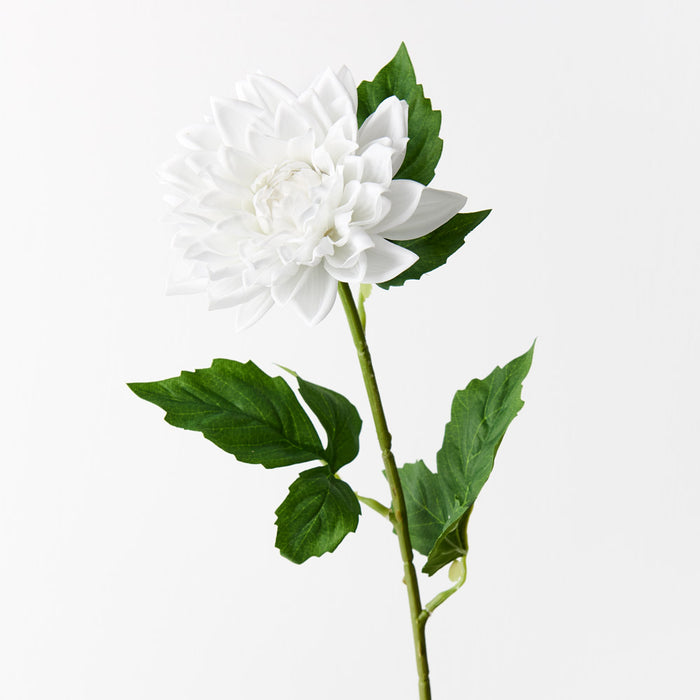 Dahlia White 54cm Set of 12