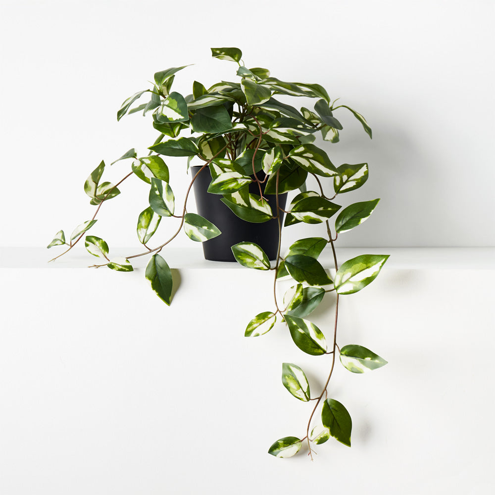 Artificial Hoya Hanging Bush in Pot Variegated 32cm Set of 6 — Flora ...