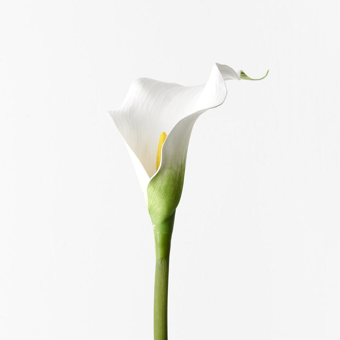 Calla Lily White 61cm Set of 24