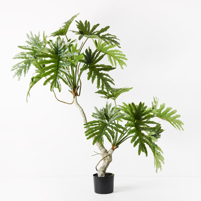 Philodendron Selloum Plant Green 170cm