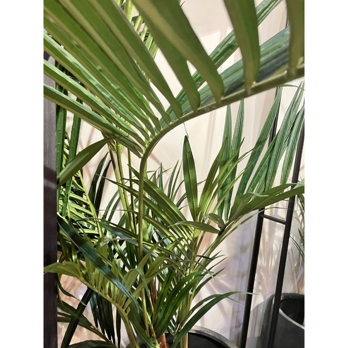 Kentia Palm Tree 250cm